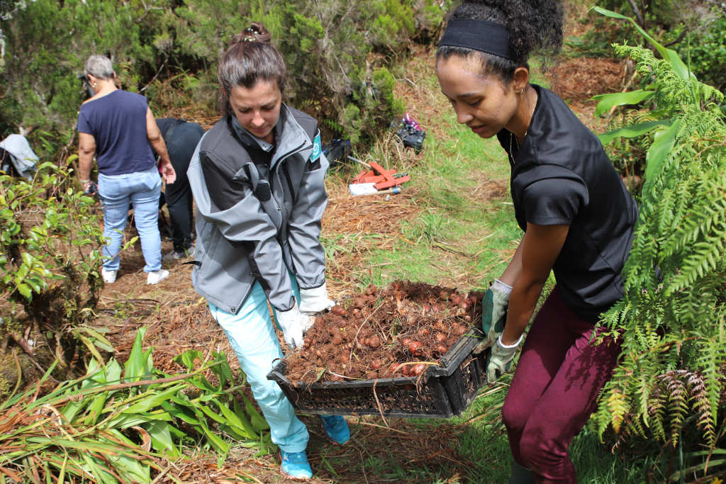 Chantier participatif - Col de Bellevue - JIF 2023 © Parc national de La Réunion - Laurence PEYRE