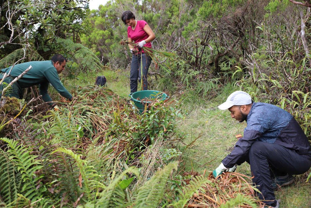 Chantier participatif - Col de Bellevue - JIF 2023 © Parc national de La Réunion - Laurence PEYRE