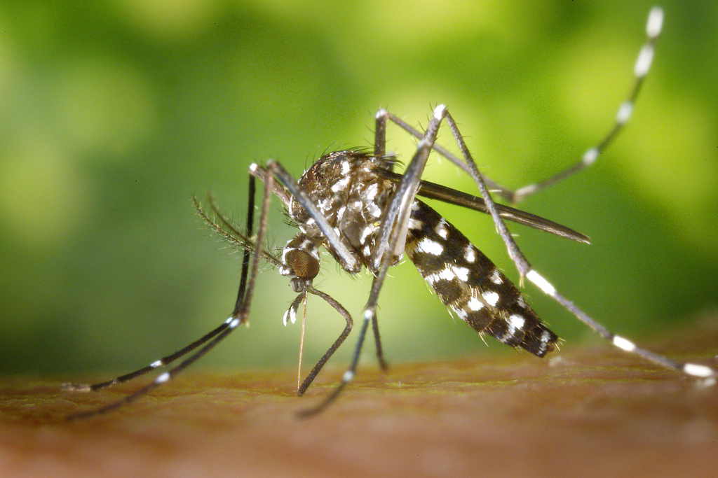 Slight increase in the number of dengue fever cases